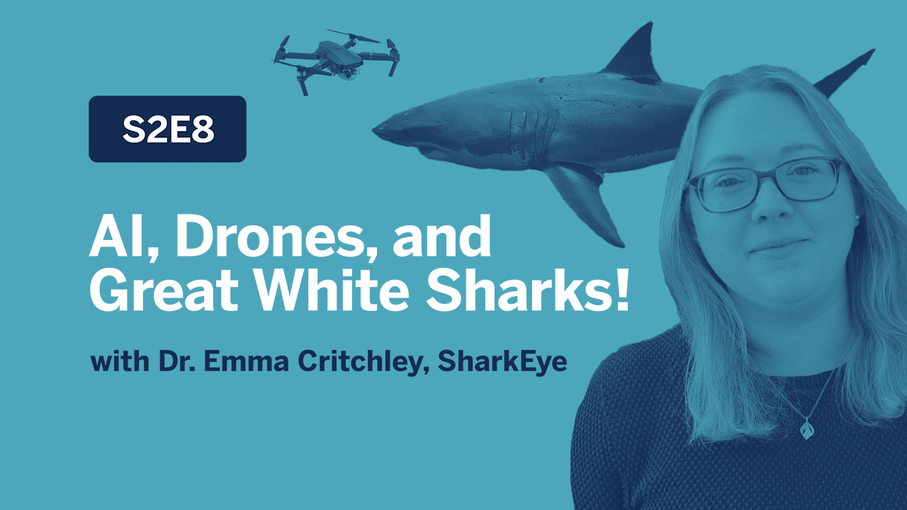 Navegue para SharkEye uses Artificial Intelligence (AI) and drones to detect and better understand great white sharks!