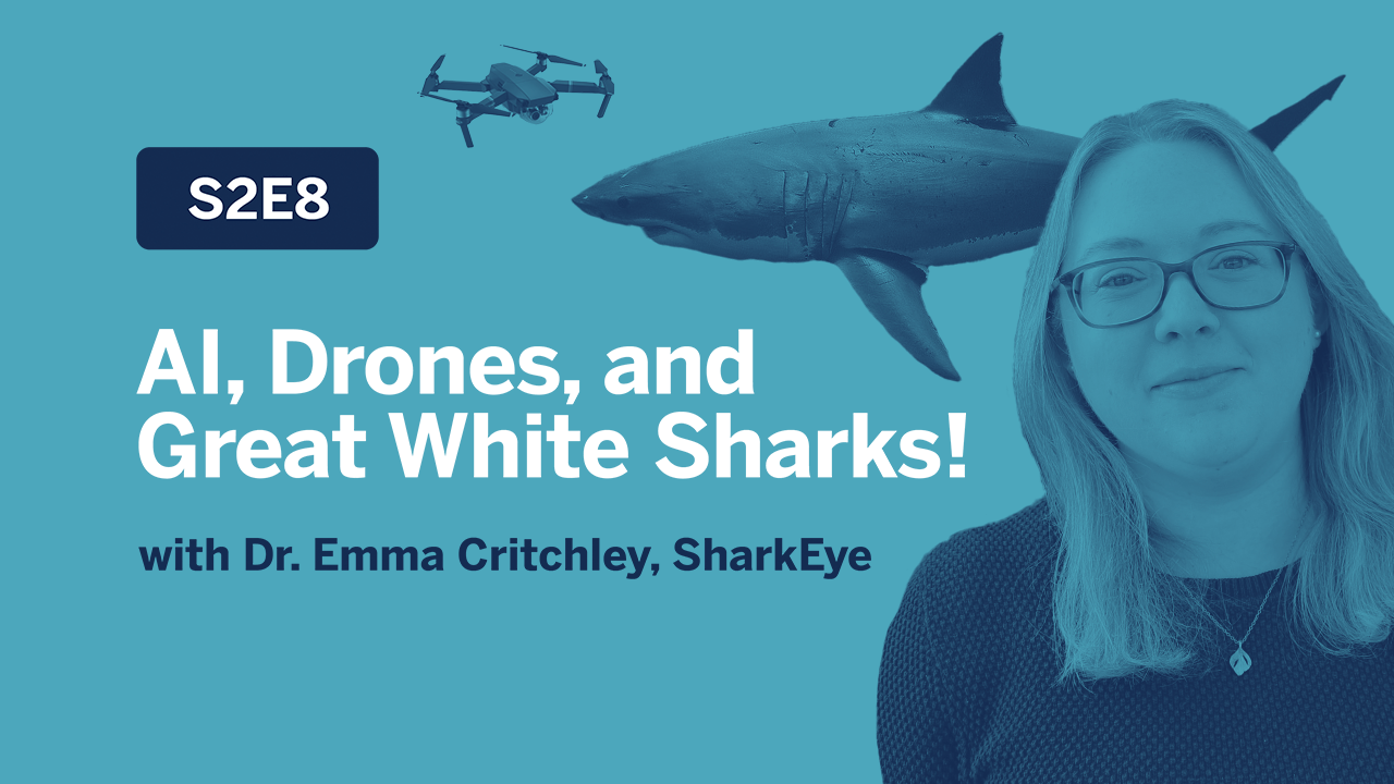 Ir a SharkEye uses Artificial Intelligence (AI) and drones to detect and better understand great white sharks!