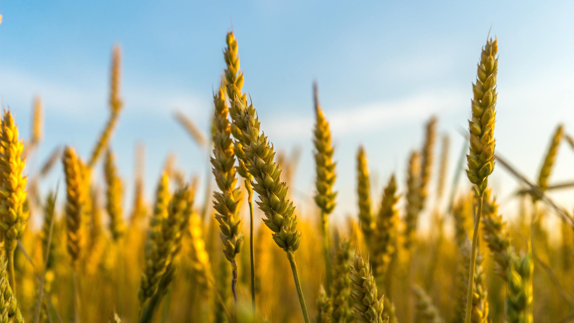 An up close image of a corn maize field.